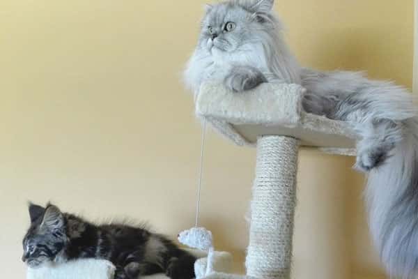 Семь персидских котов получили в наследство от своей хозяйки шикарный дом и богатую денежную ренту