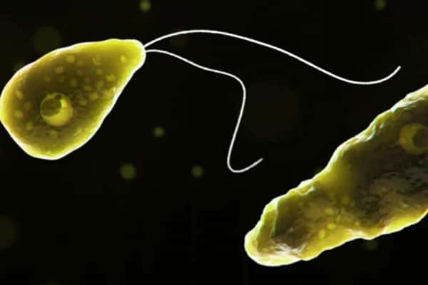 Паразит попадает в организм через нос: в Пакистане мужчина скончался, заразившись «поедающей мозг» амёбой