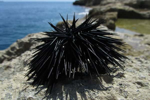 Российские учёные нашли способ лечить метастатический рак при помощи морского ежа