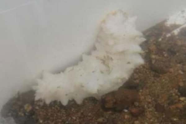 Уникальное морское животное выловили на Русском острове