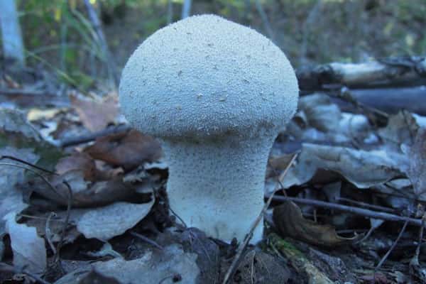 Есть или не есть: почему грибы становятся смертельно опасными?