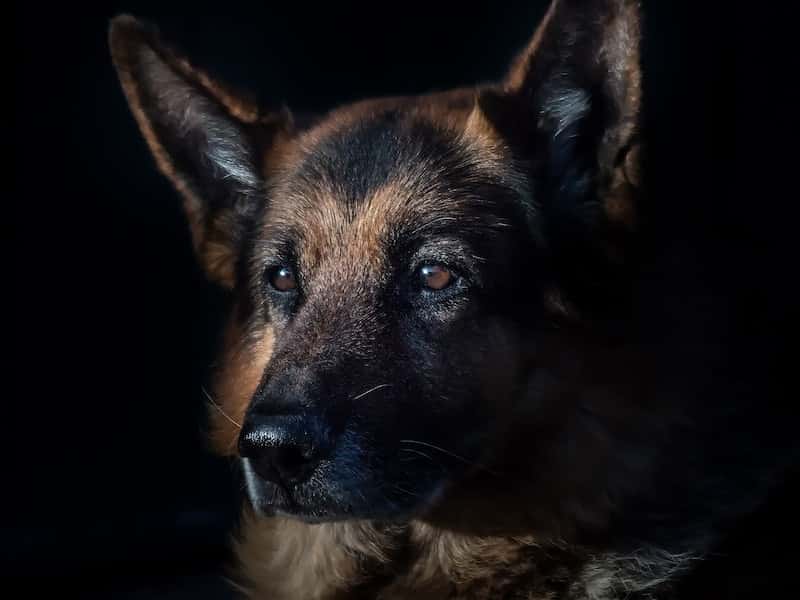 В России не будут вводить штраф за выгул потенциально опасных собак без намордника