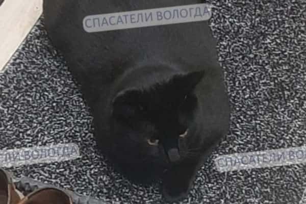 В Вологде работавшего в спасательной службе кота Беляша уволили из-за лишнего веса