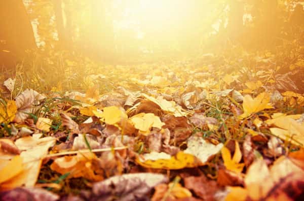 Синоптики пообещали россиянам два бабьих лета – в сентябре и октябре  