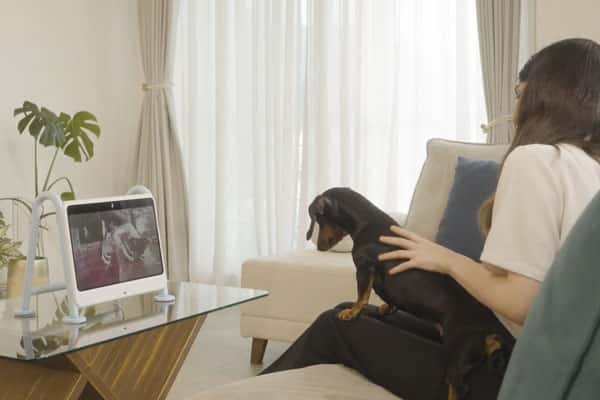 Больше не один дома: в Южной Корее придумали телевизор, через который можно онлайн общаться со своей собакой