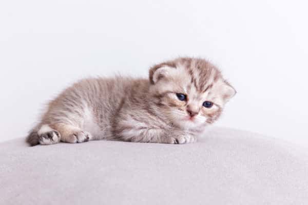 Подростки прокрутили котёнка через мясорубку и сняли на видео