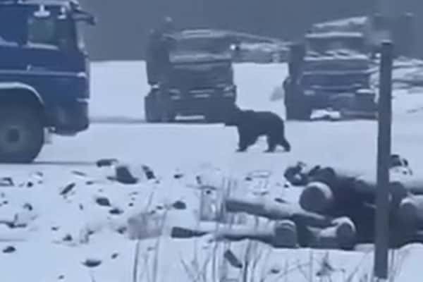 В Якутии медведь напал на вахтовиков, мужчин экстренно госпитализировали