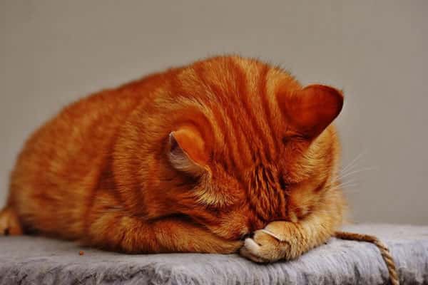 Впервые в России уголовное наказание смягчили из-за кота