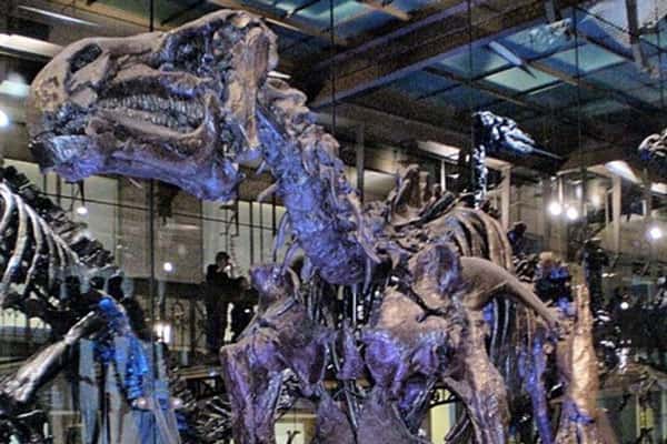 Девушка на пробежке нашла след динозавра, оставленный 140 млн лет назад