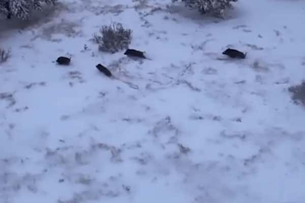 Отец российского мэра гонял испуганных животных на вертолете и попал на видео