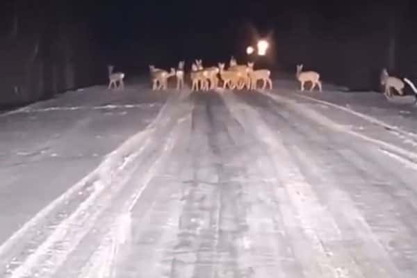 Нашествие косуль в Омске: причины и последствия