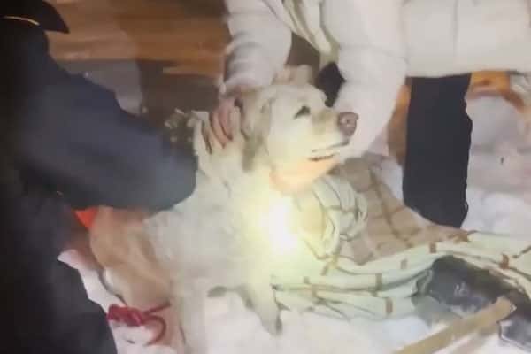 Герои спасли лабрадора: история спасения собаки в Ногинске