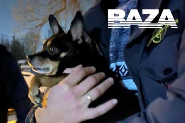 Спасенный той-терьер "Толстенький" Арчи скоро вернется к своему хозяину