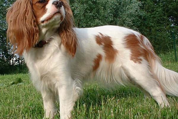 Подмосковные спасатели вскрыли квартиру, чтобы вызволить собаку