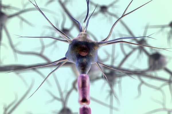 Продолжительность жизни изменилась из-за одной конкретной клетки мозга