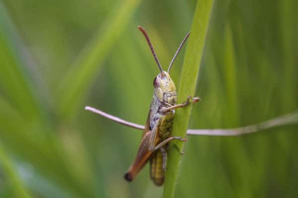 Небывалое нашествие саранчи грозит летом югу России