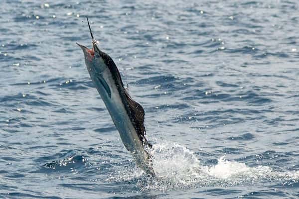 Рыба побила метеоролога во время записи видео о шторме в Норвегии