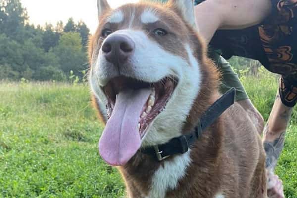 Хаски Арчи уехал от хозяйки из Подмосковья в Тулу на двух электричках