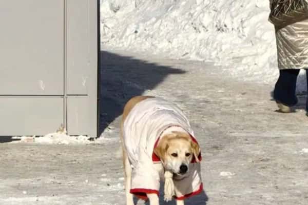 Сургутчане сделали звездой бездомную собаку, наряжая ее в морозы