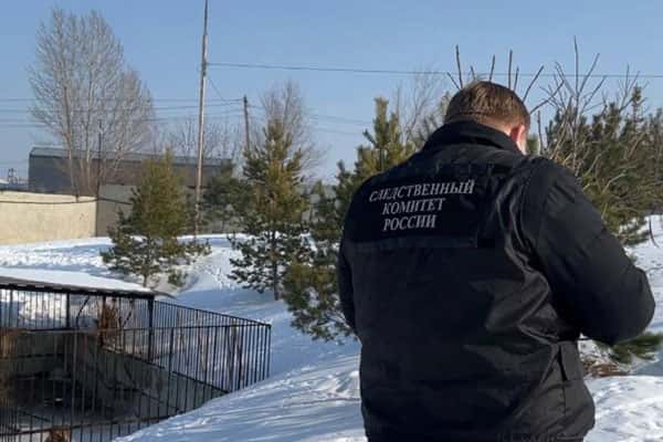 Лев напал на школьницу на российском предприятии