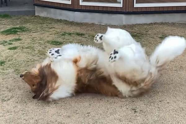 Японский блогер Токо: история человека-собаки, который не собирается останавливаться