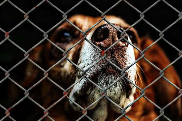 Минюст разрешил приюты для бездомных собак в колониях