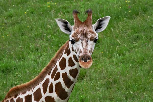 Маленький жираф погиб в зоопарке, сломав себе шею от испуга