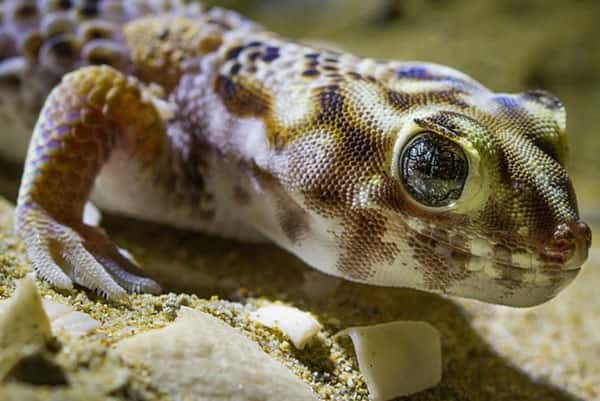 В Таиланде мужчины начали есть гекконов для повышения потенции и яркого секса