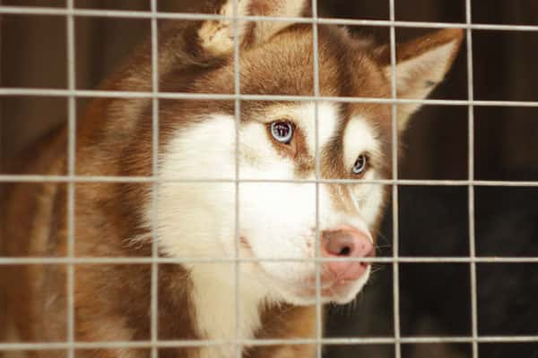 В Оренбурге эвакуировали всех хаски из затопленного питомника на пляже «Волна»