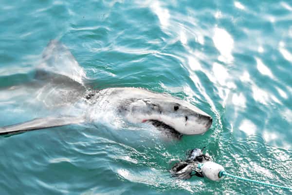 На Мальдивах российский турист едва не лишился ноги после нападения акулы