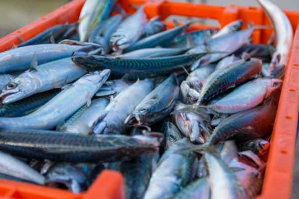 Nature Food: дешевая рыба, которой кормят лосося, оказалась полезнее, чем он сам