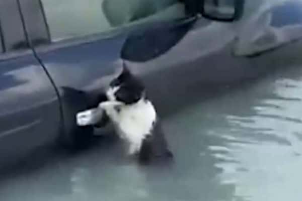 Полицейские в Дубае спасли тонущую кошку, которая зацепилась за машину