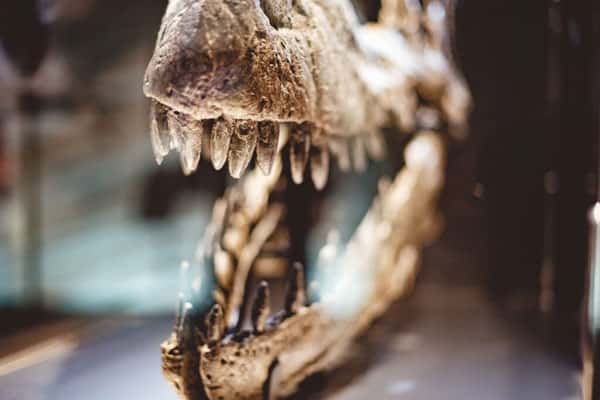 Длина обнаруженного в Англии тела ихтиозавра предположительно превышала 25 м