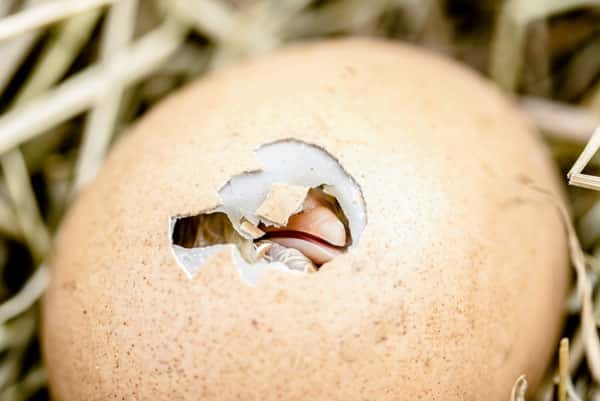 Отравленные яйца: диетолог рассказала об опасных красителях на Пасху