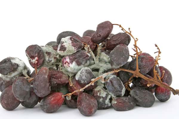 Удар по всему организму: врач рассказала об опасности плесени на продуктах