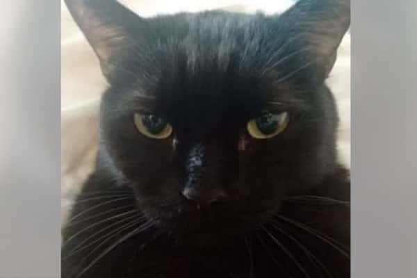 Матерящегося кота в Новосибирской области решили продать за 17 миллионов рублей