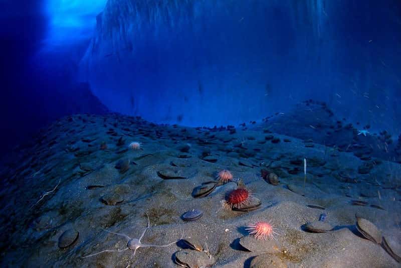 Открытие возраста первого светящегося организма: изучение биолюминесценции и эволюционных преемников