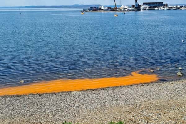 Побережье моря во Владивостоке окрасилось в оранжевый цвет из-за водорослей