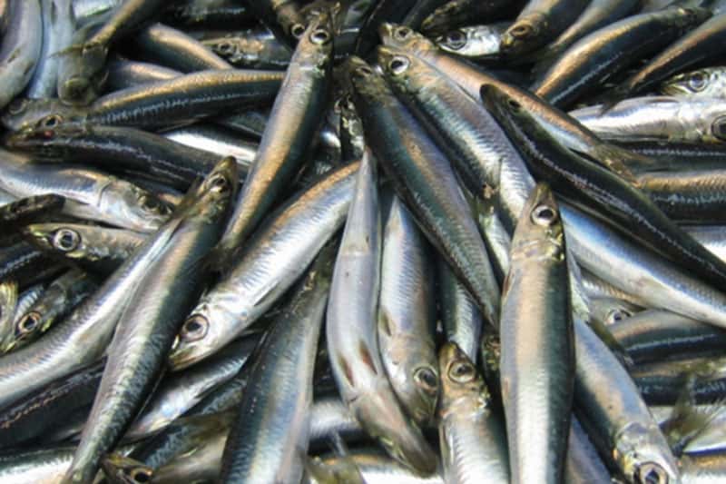 Популяция балтийской сельди значительно истощилась из-за ферм лосося в Норвегии