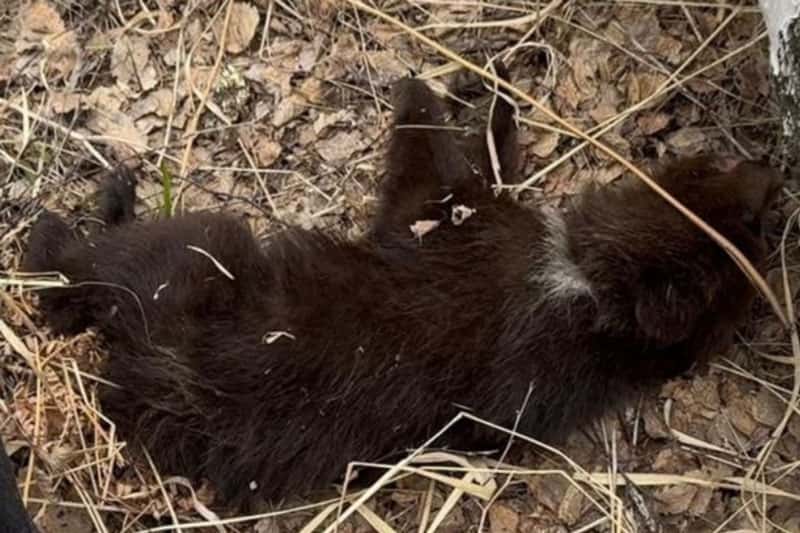 Более 50 клещей сняли с тела умирающего медвежонка волонтёры под Новосибирском