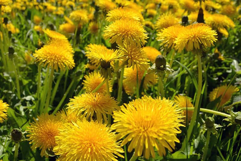 Секрет укрепления иммунитета: полезные продукты, клетчатка и правильное питание