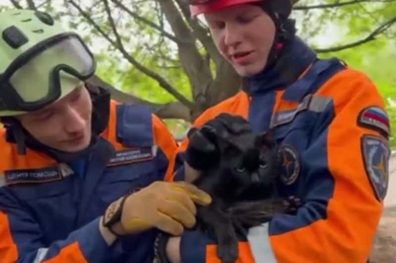 Уличного кота спасли из вольера с опасными животными в Московском зоопарке