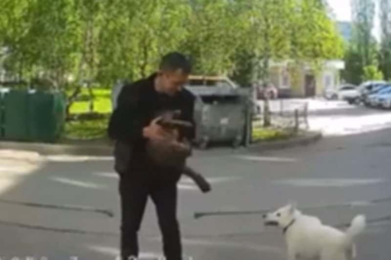 Житель Нижнего Новгорода натравил собаку на кота и избил животное до смерти