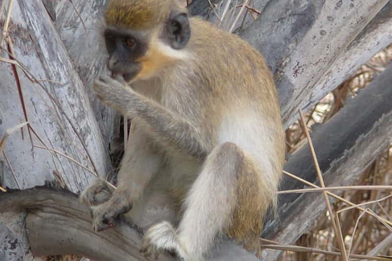 Пьяная мартышка: обезбашенная история с опьяневшей обезьяной Гариком. Видео