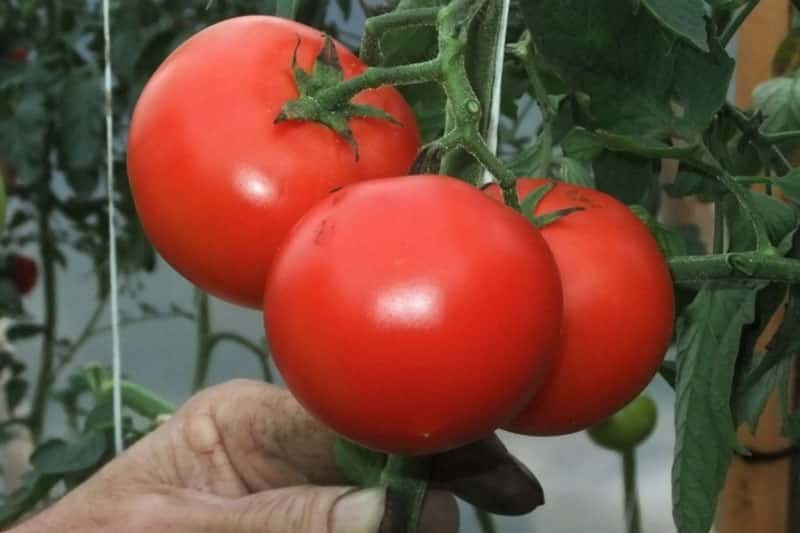 Секрет садоводства: депутат Госдумы Никита Чаплин раскрыл важность подвязывания томатов для обильного урожая