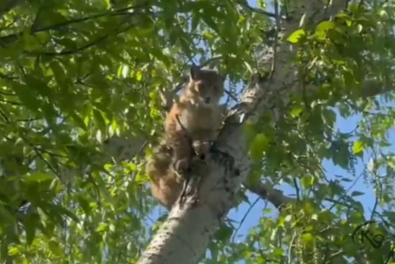 Рысь в интернате для детей с нарушениями слуха в Иркутске: необычное приключение и спасение от "К-9"