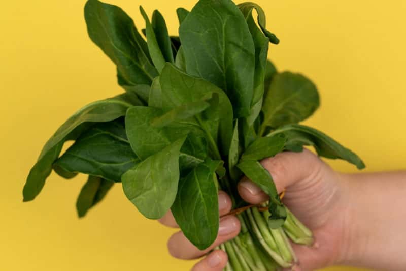 Гастроэнтеролог предупреждает: щавель благотворно влияет на пищеварение, но можно ли его употреблять безопасно?