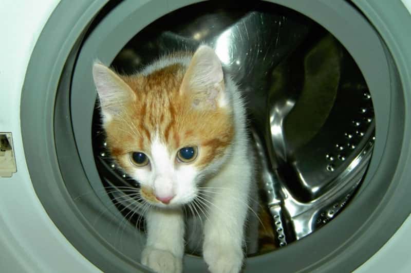 В Челябинске кот Беляш десять минут провел в работающей стиральной машине и выжил. Фото