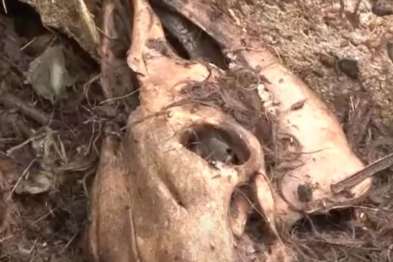 В Калининградской области поблизости от жилых домов обнаружили скотомогильник