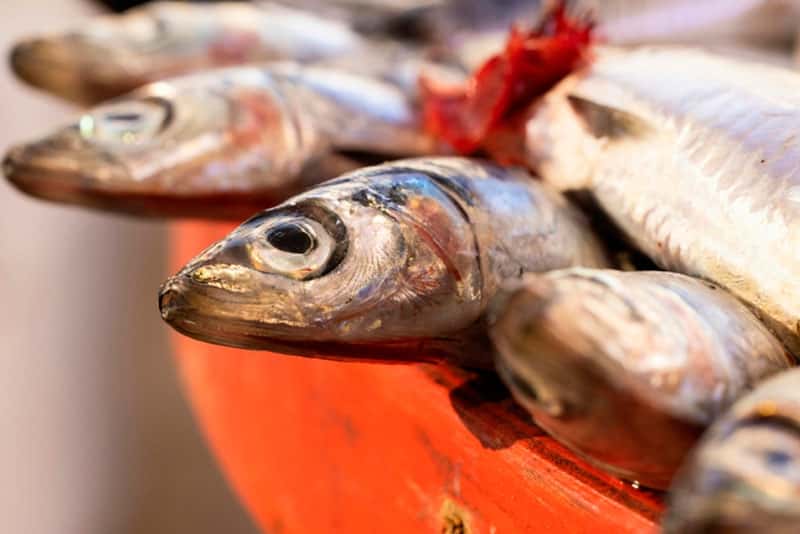 Терапевт рекомендует мойву для получения омега-3: важность жирных кислот и их польза для организма